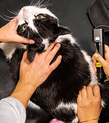 Veterinarians performing a cat exam