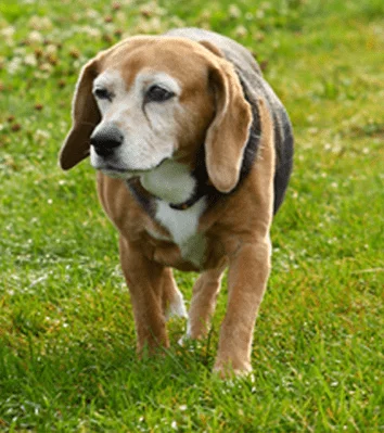 Senior dog walking in the grass