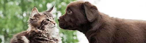 Cat and dog looking at each other
