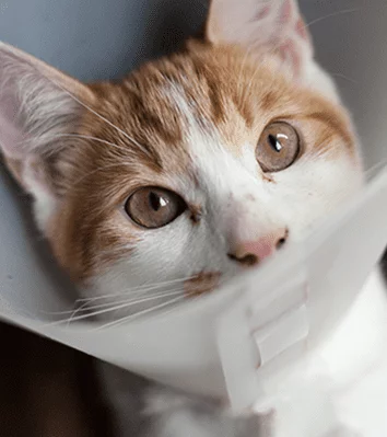 Cat wearing a cone after surgery