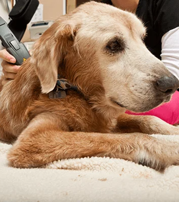 Veterinarian performing a laser therapy treatment on a dog