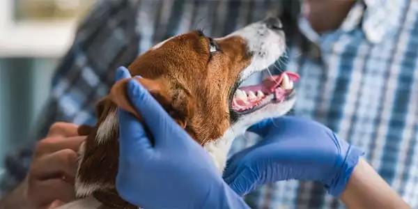 Vet Examining a Dog Before Surgery in Chicago