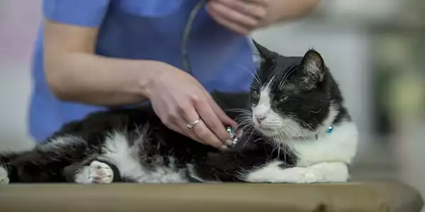 Vet checking a cat's heart before surgery in south loop