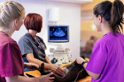 Veterinarians performing a dog ultrasound chicago