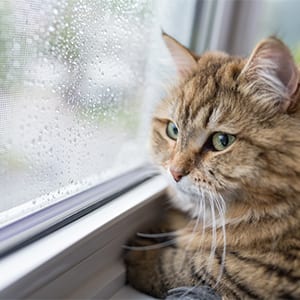 Cat Summer Safety Tips