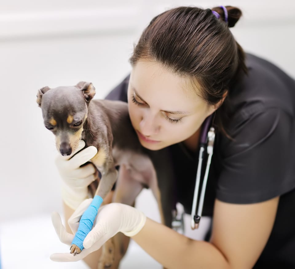 vet tech with pet dog
