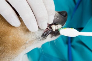 Dog teeth clean in Chicago, IL