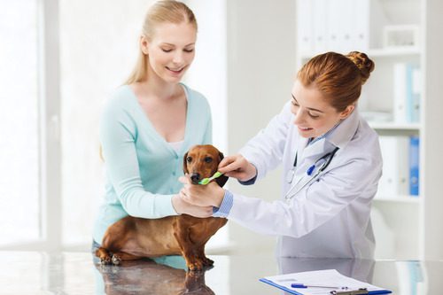 owner-holding-dog-while-vet-brushes-dog's-teeth-at-clinic