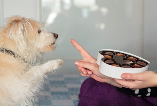 dog-giving-paw-for-chocolate-and-owner-telling-him-no