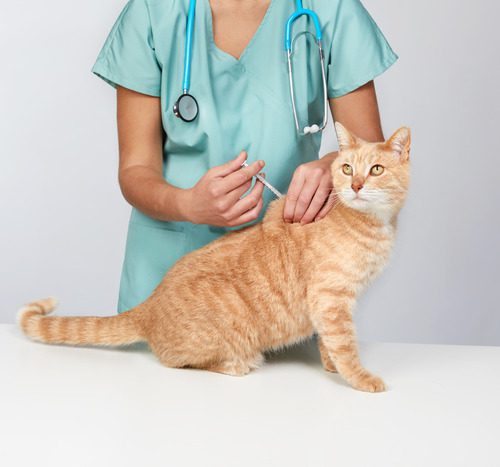 vet-administering-vaccine-to-cat