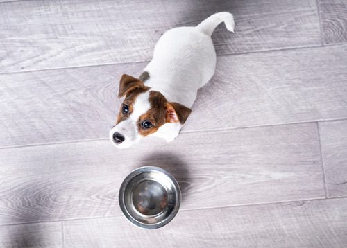 dog-standing-near-empty-water-bowl