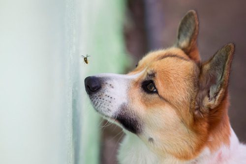 dog-looking-at-bee