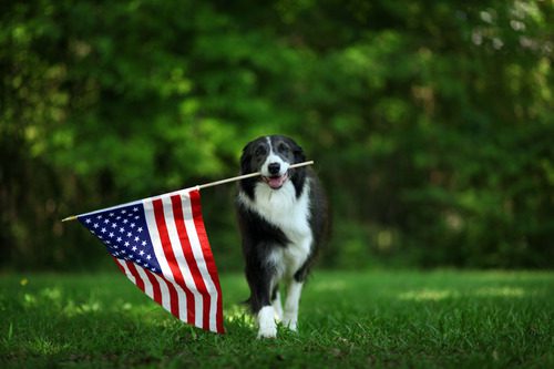 border-collie-dog-carrying-american-flag-in-his-mouth