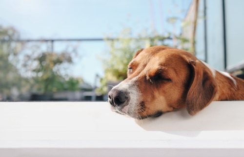 dog-sleeping-with-head-propped-up-on-table-outside