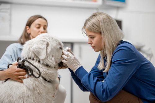 female-vet-removing-tick-from-dog's-nose-at-clinic